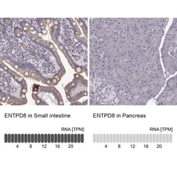 ENTPD8 Antibody, Novus Biologicals 25 &mu;L; Unlabeled:Antibodies, Polyclonal
